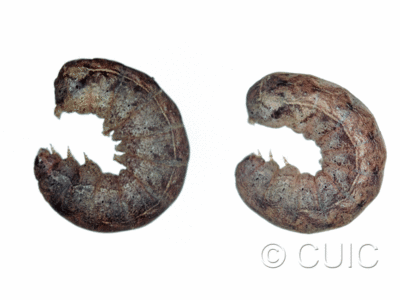 lateral view of larva Orthodes cynica on taraxacum in USA: NY