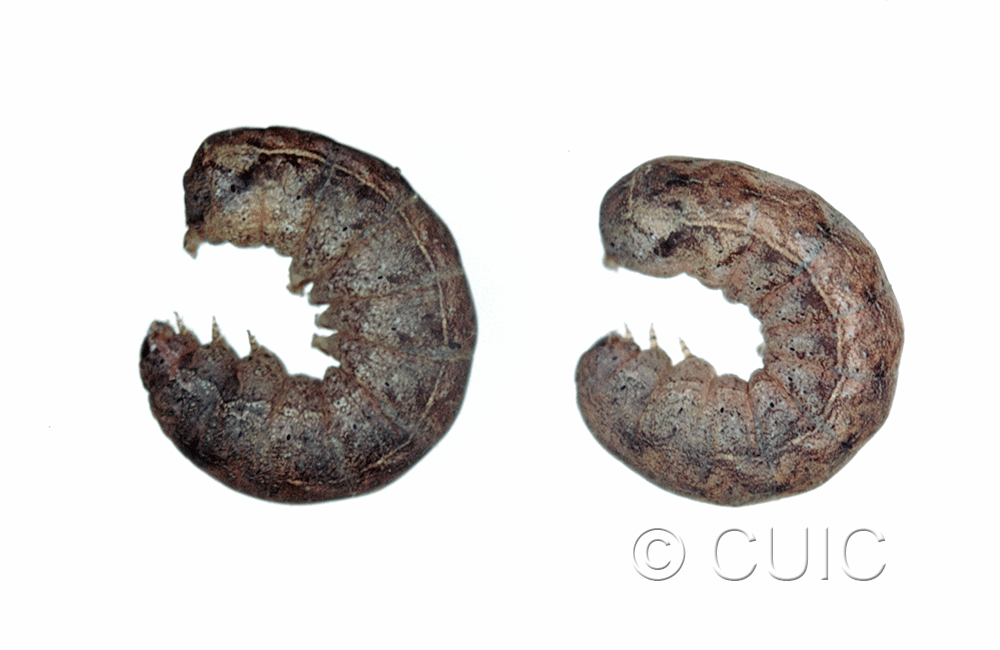 lateral view of larva Orthodes cynica on taraxacum in USA: NY