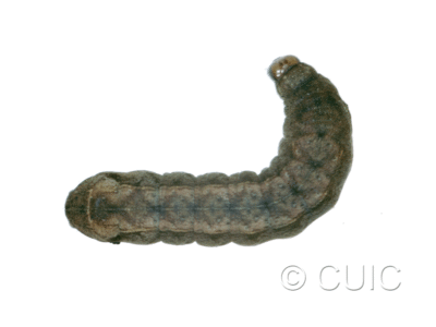 dorsal view of larva Orthodes cynica on Taraxacum in USA: NY