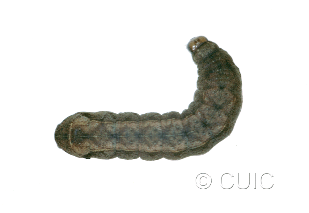 dorsal view of larva Orthodes cynica on Taraxacum in USA: NY
