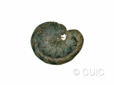 lateral view of larva Orthodes cynica on Taraxacum in USA: SD