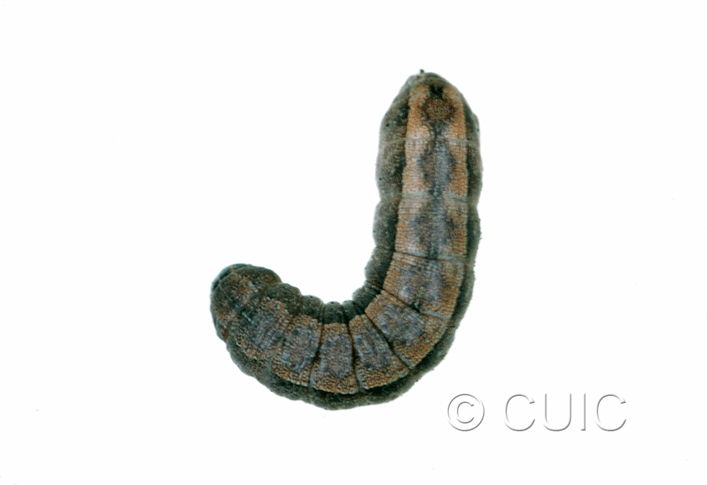 dorsal view of larva Orthodes detracta on Taraxacum in USA: MT
