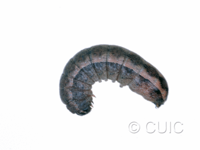 lateral view of larva Orthodes detracta on Taraxacum in USA: MT