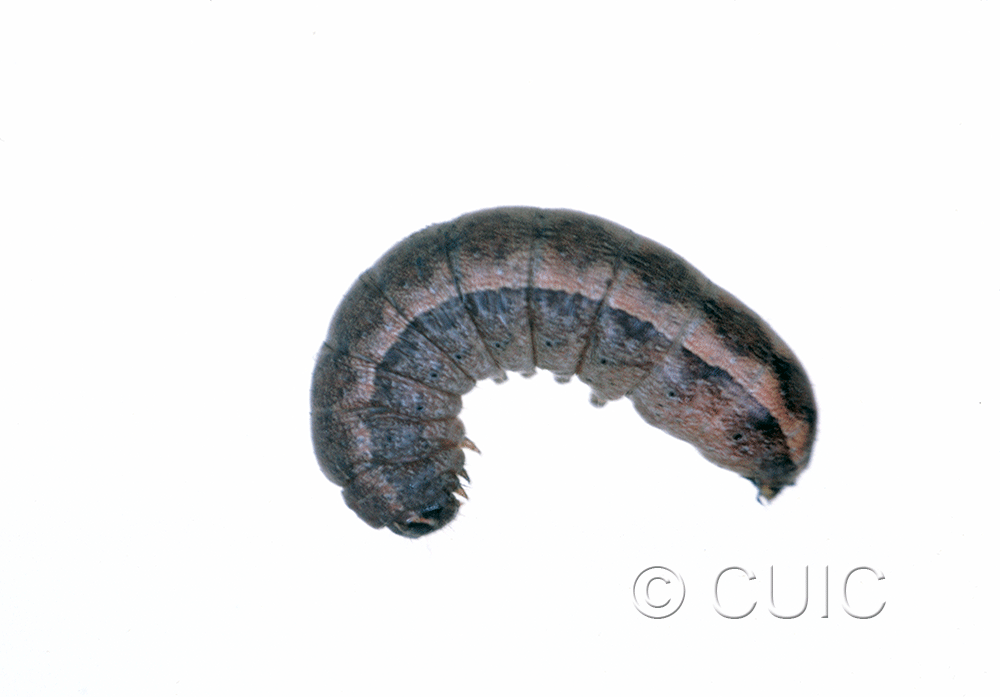 lateral view of larva Orthodes detracta on Taraxacum in USA: MT