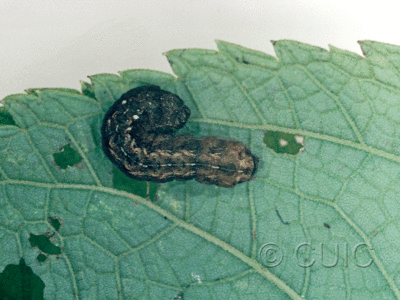 dorsal view of larva Orthodes tuana on Lactuca & Quercus in USA: AZ