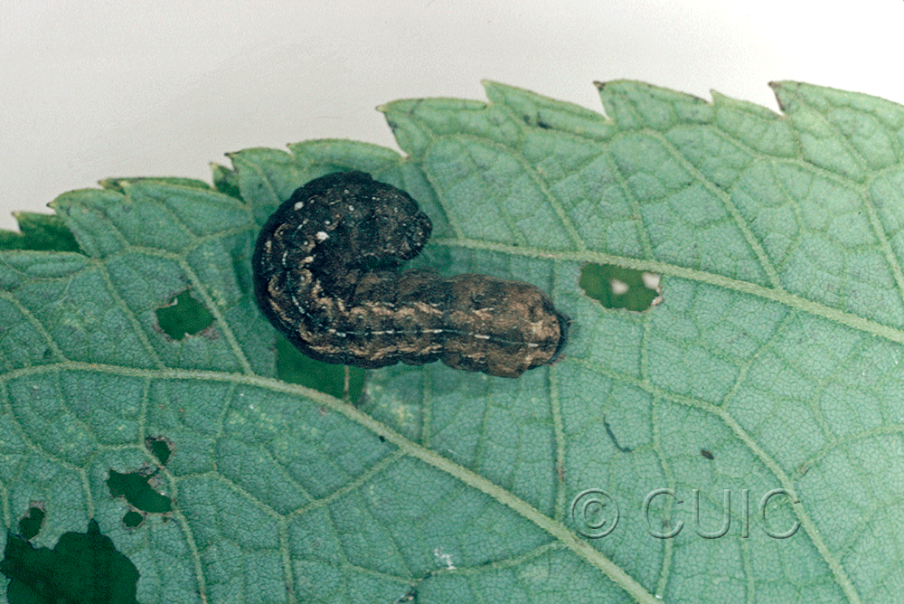 dorsal view of larva Orthodes tuana on Lactuca & Quercus in USA: AZ