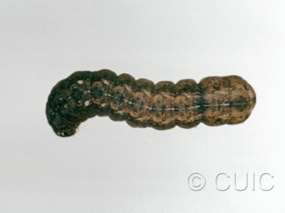 dorsal view of larva Orthodes tuana on Lactuca & Quercus in USA: AZ