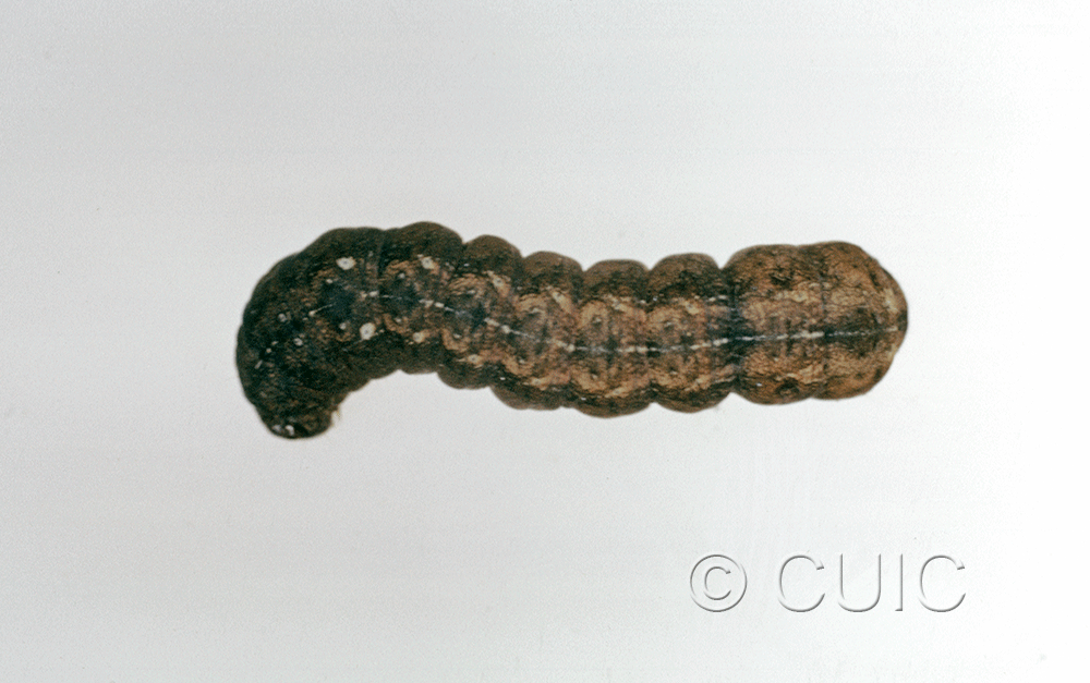 dorsal view of larva Orthodes tuana on Lactuca & Quercus in USA: AZ