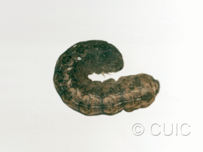lateral view of larva Orthodes tuana on Lactuca & Quercus in USA: AZ