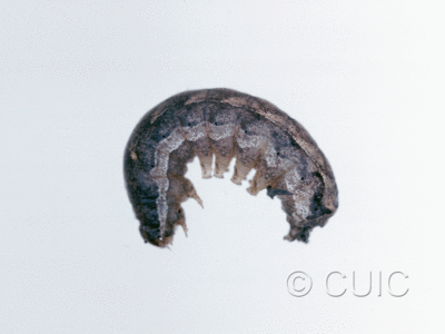 lateral view of larva Orthodes vecors on Taraxacum in USA: NY
