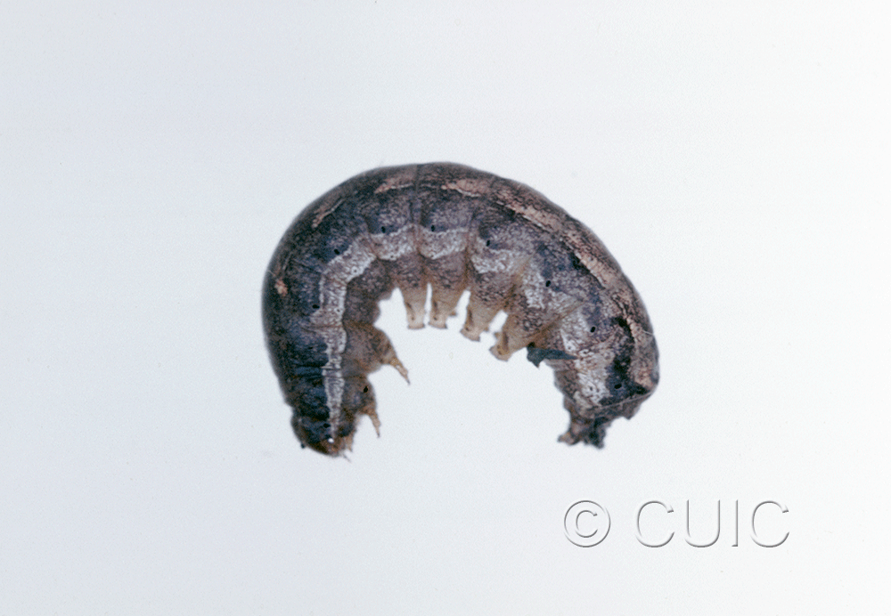 lateral view of larva Orthodes vecors on Taraxacum in USA: NY