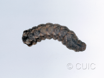 dorsal view of larva Orthodes vecors