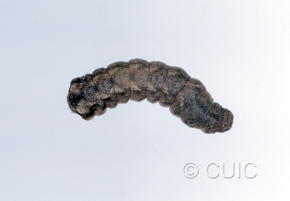 dorsal view of larva Orthodes vecors