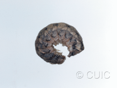 lateral view of larva Orthodes vecors