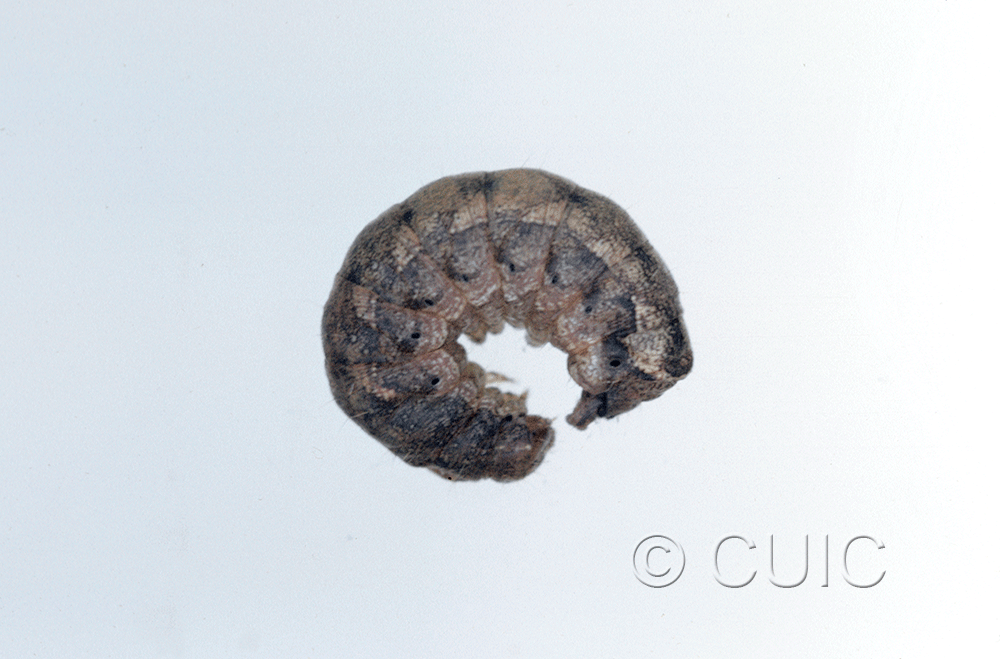 lateral view of larva Orthodes vecors