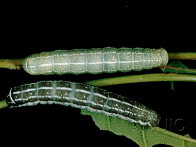 dorsal view of larva Orthosia alurina