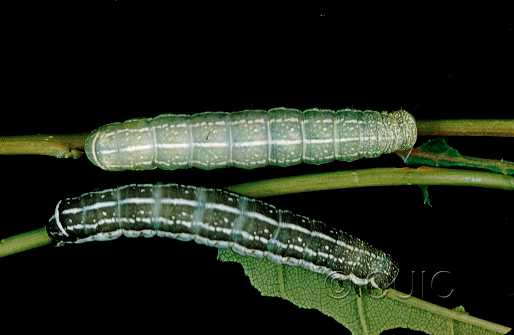 dorsal view of larva Orthosia alurina