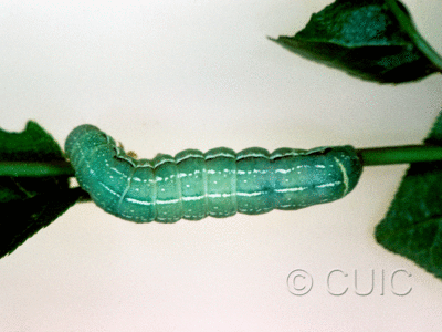 dorsal view of larva Orthosia alurina on Prunus virginiana in USA: NY