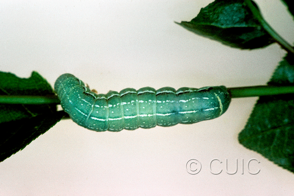 dorsal view of larva Orthosia alurina on Prunus virginiana in USA: NY