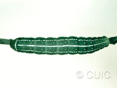 dorsal view of larva Orthosia alurina on Prunus virginiana in USA: NY