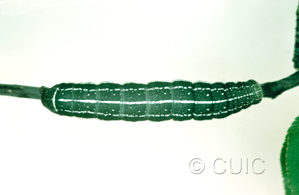 dorsal view of larva Orthosia alurina on Prunus virginiana in USA: NY