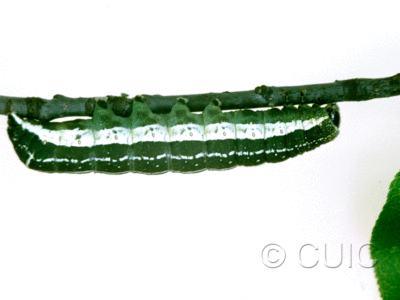 lateral view of larva Orthosia alurina on Prunus virginiana in USA: NY