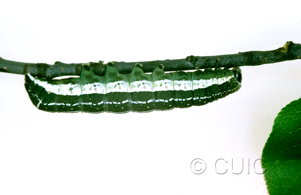lateral view of larva Orthosia alurina on Prunus virginiana in USA: NY