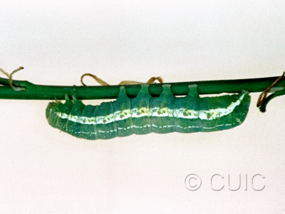 lateral view of larva Orthosia alurina on Prunus virginiana in USA: NY