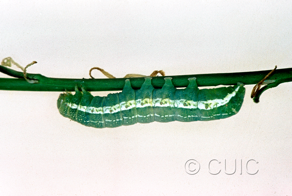 lateral view of larva Orthosia alurina on Prunus virginiana in USA: NY