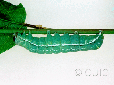 lateral view of larva Orthosia alurina on Prunus virginiana in USA: NY
