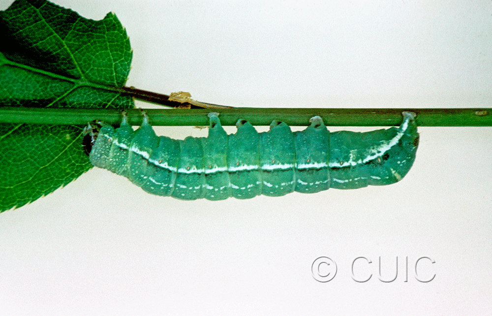 lateral view of larva Orthosia alurina on Prunus virginiana in USA: NY