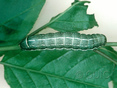 dorsal view of larva Orthosia alurina on Prunus virginiana in USA: NY