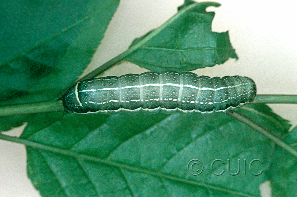 dorsal view of larva Orthosia alurina on Prunus virginiana in USA: NY
