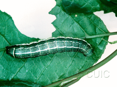 dorsal view of larva Orthosia alurina on Prunus virginiana in USA: NY