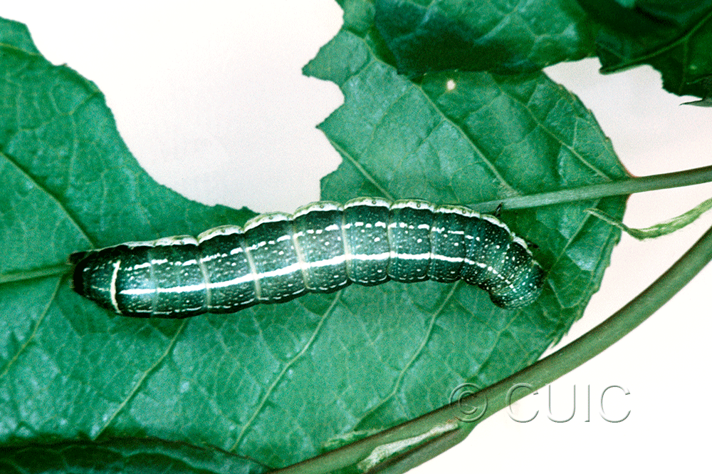 dorsal view of larva Orthosia alurina on Prunus virginiana in USA: NY