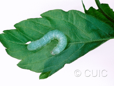 dorsal view of larva Orthosia alurina on Prunus virginiana in USA: NY