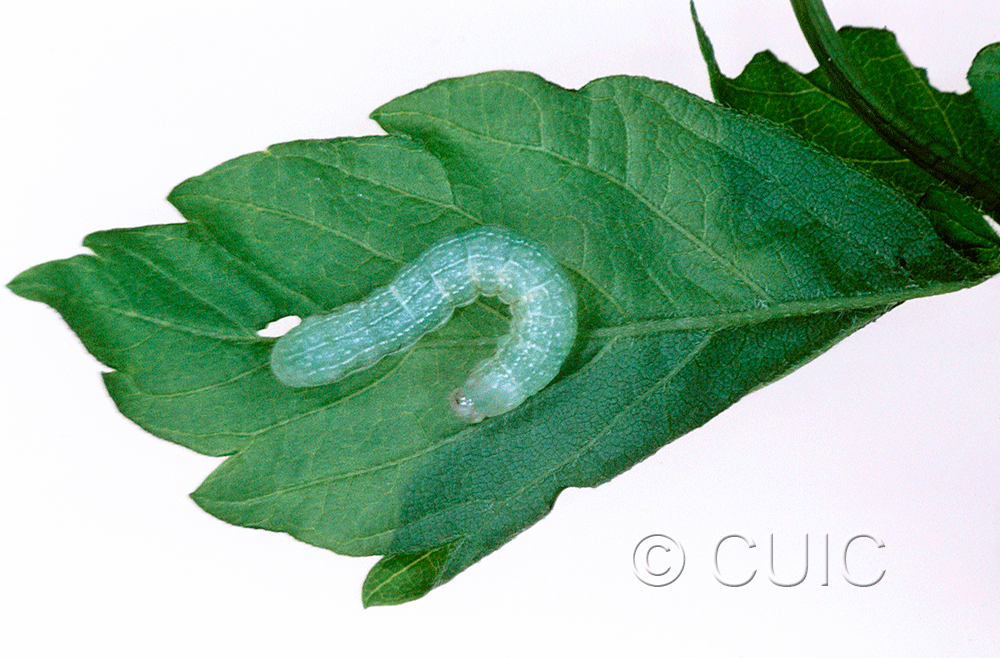 dorsal view of larva Orthosia alurina on Prunus virginiana in USA: NY