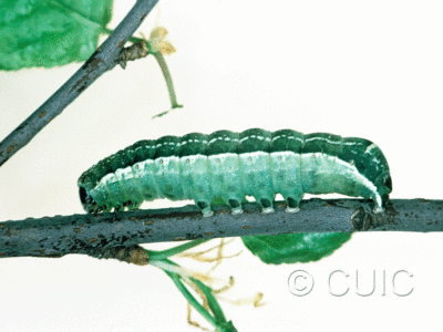 lateral view of larva Orthosia alurina on Prunus virginiana in USA: NY