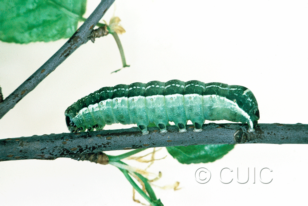lateral view of larva Orthosia alurina on Prunus virginiana in USA: NY