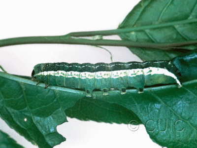 lateral view of larva Orthosia alurina on Prunus virginiana in USA: NY