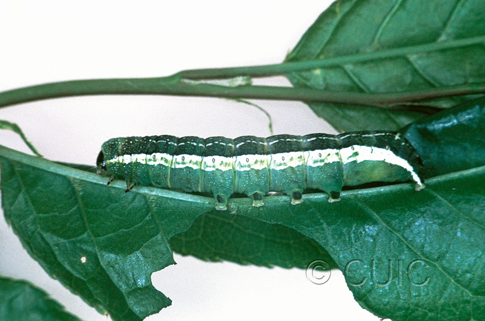 lateral view of larva Orthosia alurina on Prunus virginiana in USA: NY