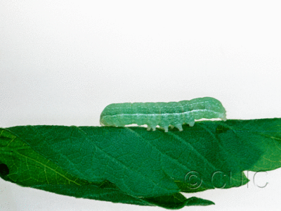 lateral view of larva Orthosia alurina on Prunus virginiana in USA: NY