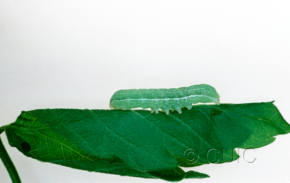 lateral view of larva Orthosia alurina on Prunus virginiana in USA: NY