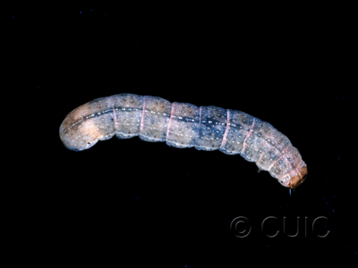 larva Orthosia garmani
