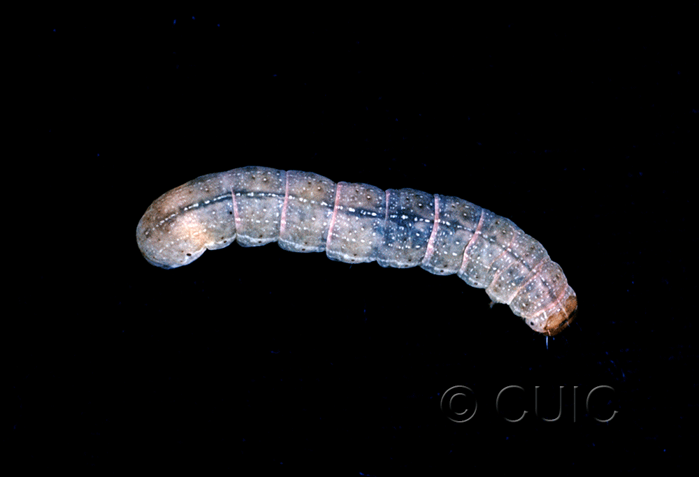 larva Orthosia garmani