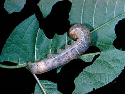 larva Orthosia garmani