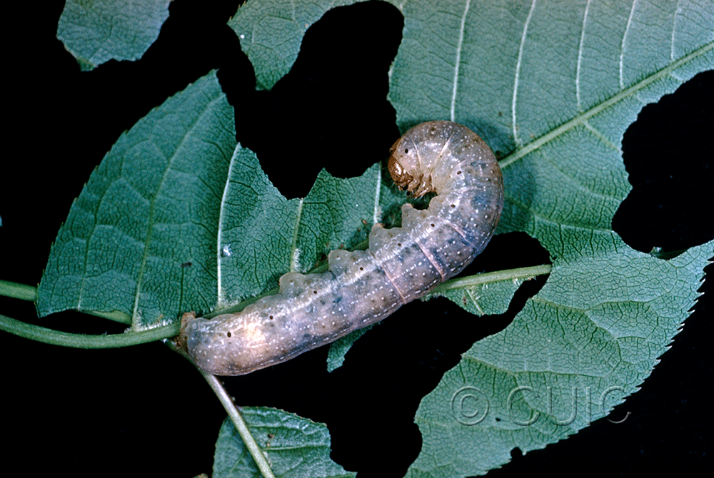 larva Orthosia garmani