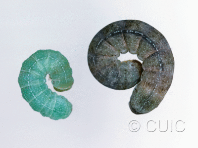 dorsal view of larva Orthosia garmani on Prunus in USA: CT