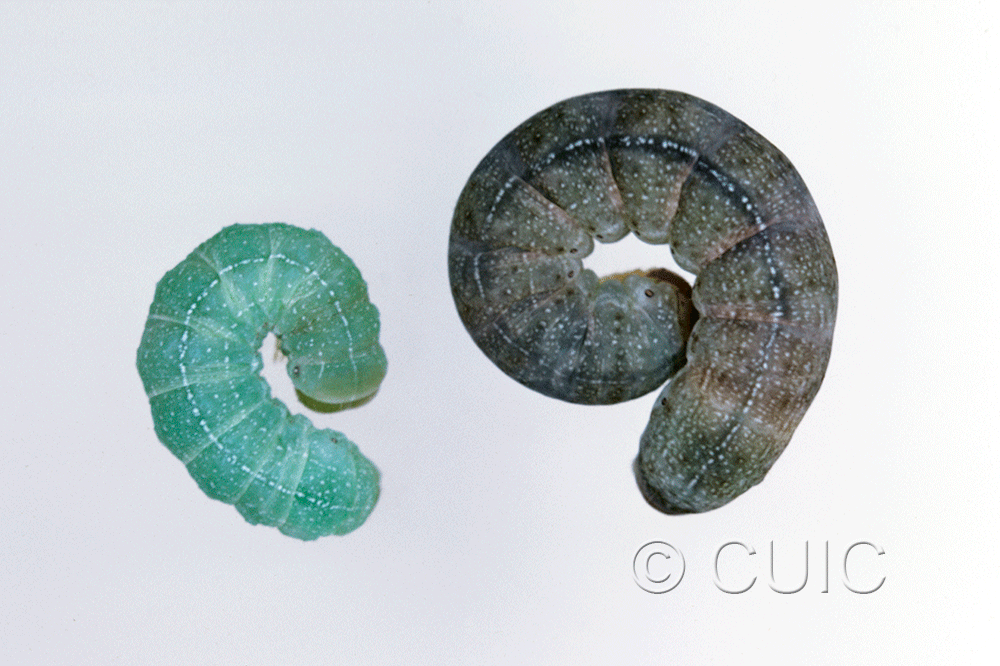 dorsal view of larva Orthosia garmani on Prunus in USA: CT