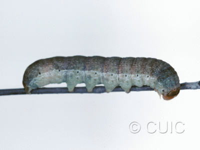 lateral view of larva Orthosia garmani on Prunus in USA: CT